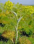 Ferula gummosa Boiss   Ferula galbaniflua